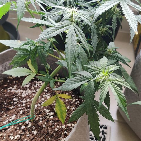 Girl Scout Cookies Auto growlog timeline photo