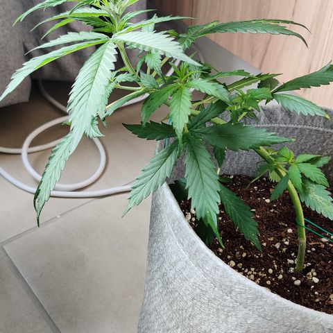 Northern Lights Auto growlog timeline photo