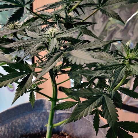 Girl Scout Cookies Auto growlog timeline photo
