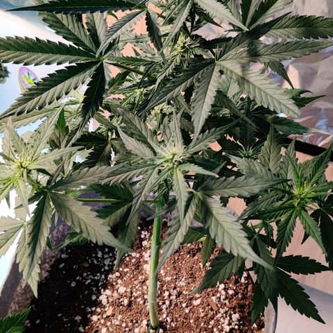 Girl Scout Cookies Auto growlog timeline photo