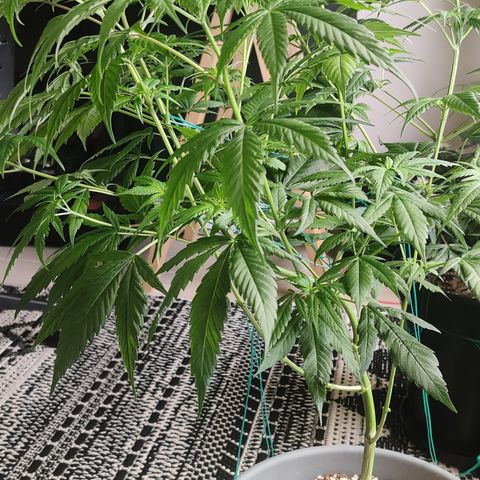 Silver Haze Photo growlog timeline photo