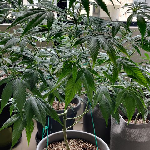 Silver Haze Photo growlog timeline photo