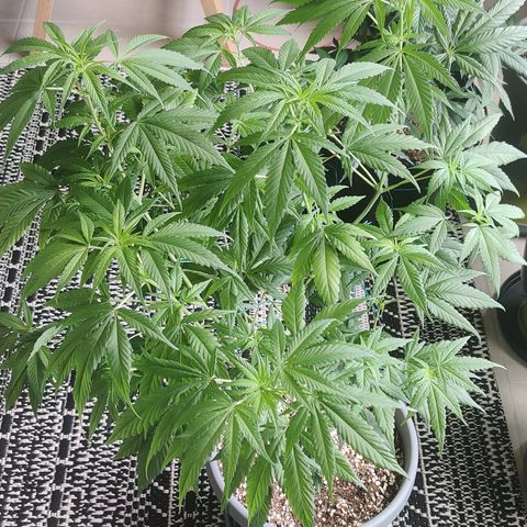 Silver Haze Photo growlog timeline photo