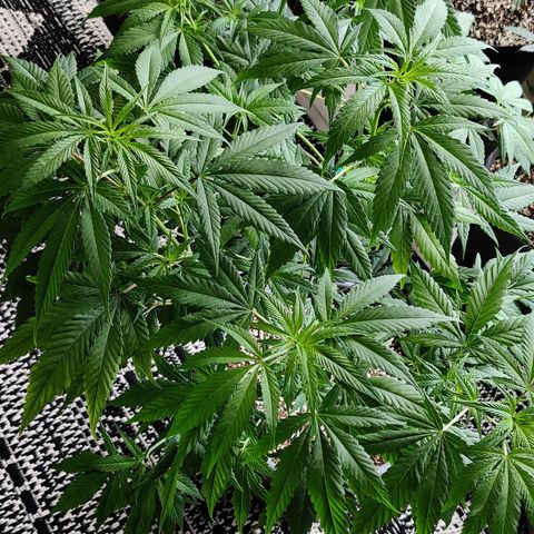 Silver Haze Photo growlog timeline photo