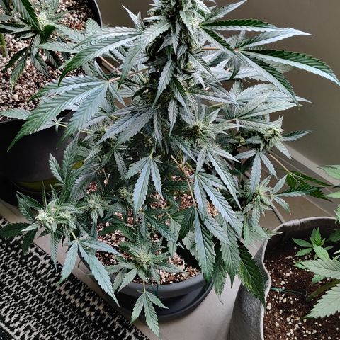 Foto do cronograma do growlog de Auto Blueberry