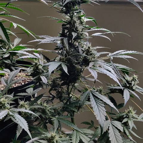 Foto do cronograma do growlog de Auto Blueberry