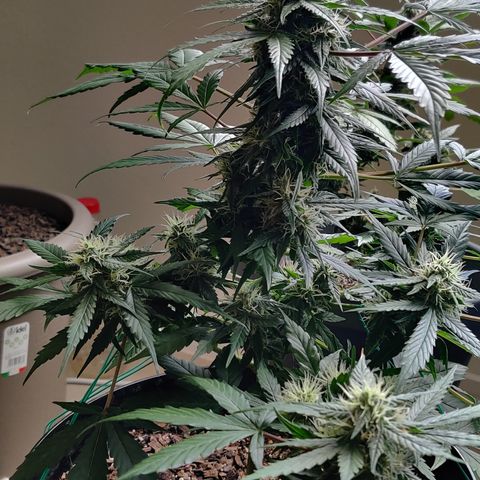 Growlog-Zeitleistenfoto von Auto White Widow