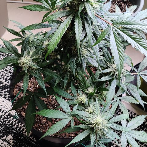 Growlog-Zeitleistenfoto von Auto White Widow