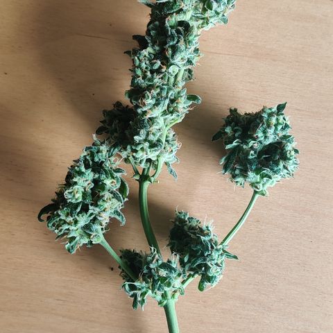 Foto do cronograma do growlog de Auto Blueberry