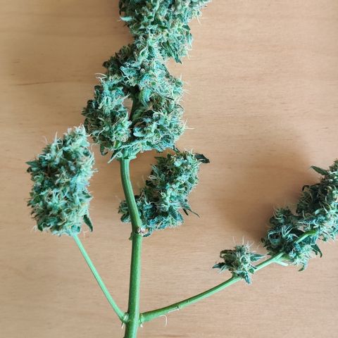 Growlog-Zeitleistenfoto von Auto White Widow