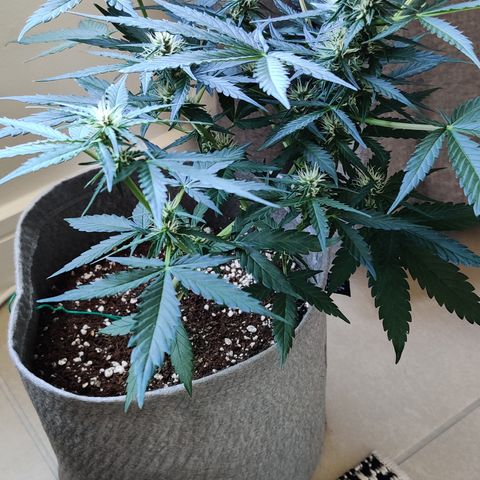 Girl Scout Cookies Auto growlog timeline photo