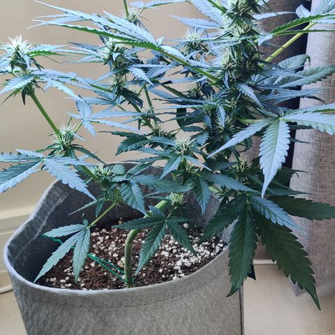 Girl Scout Cookies Auto growlog timeline photo