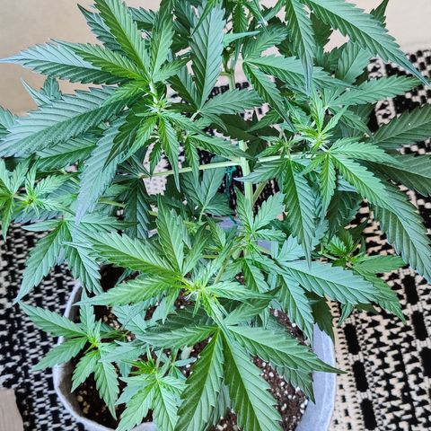 Northern Lights Auto growlog timeline photo