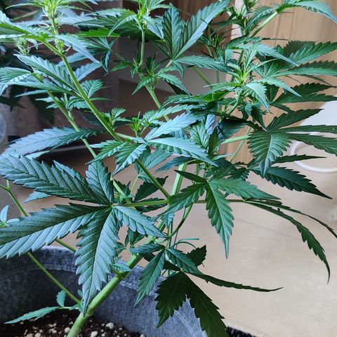 Northern Lights Auto growlog timeline photo