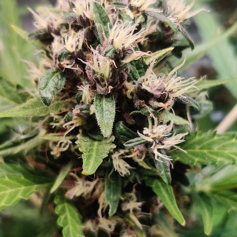 Girl Scout Cookies Auto growlog timeline photo