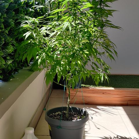 Silver Haze Photo growlog timeline photo
