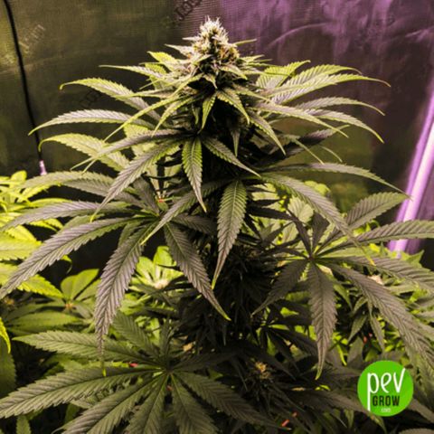 Chocolope Auto growlog in Gewächshäus