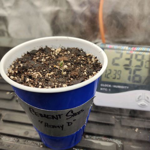 Heavy D growlog photo: Seedling sprout