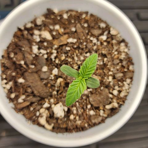 Heavy D growlog timeline photo