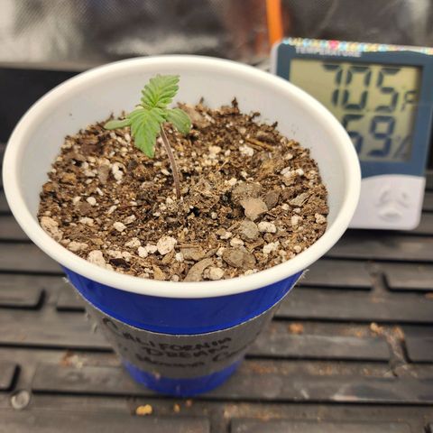 Heavy D growlog timeline photo