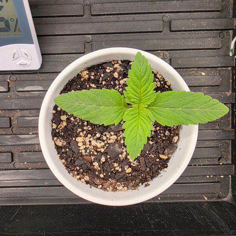Heavy D growlog timeline photo
