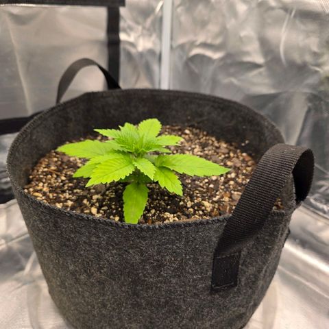Heavy D growlog photo: 21 days old