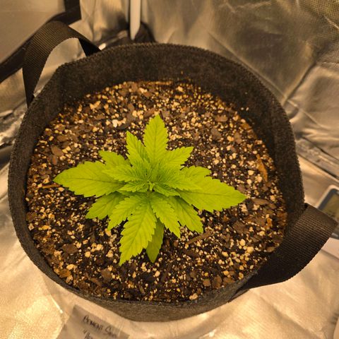 Heavy D growlog photo: 21 days old