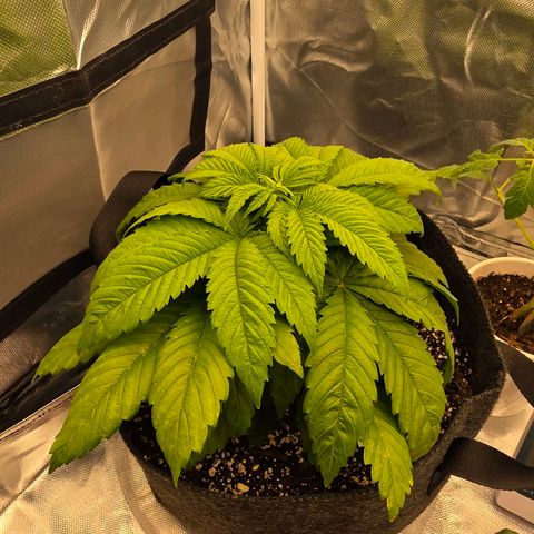 Heavy D growlog photo: post water