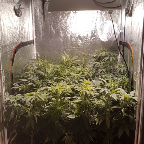 Peyote Critical #1 growlog timeline photo