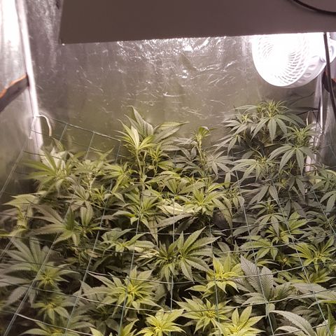 Peyote Critical #1 growlog timeline photo