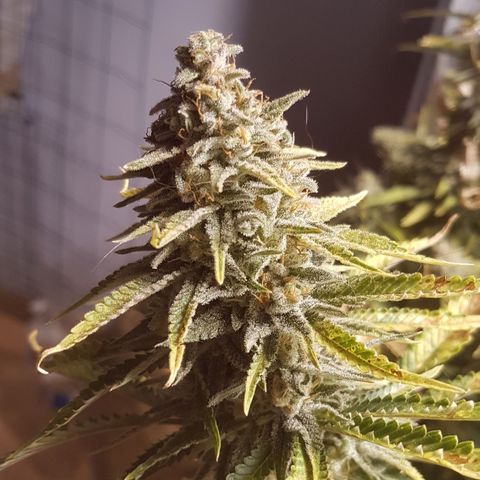 Peyote Critical #1 growlog timeline photo