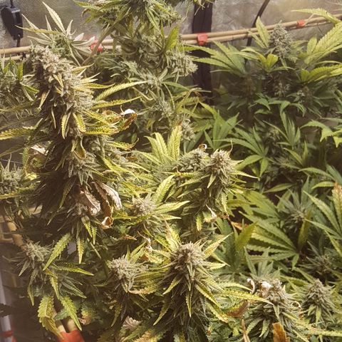 Peyote Critical #1 growlog timeline photo