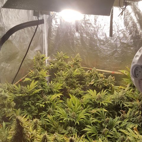 Peyote Critical #1 growlog timeline photo