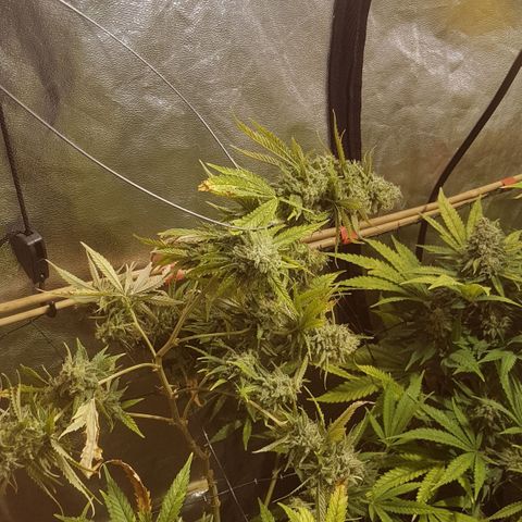 Peyote Critical #1 growlog timeline photo