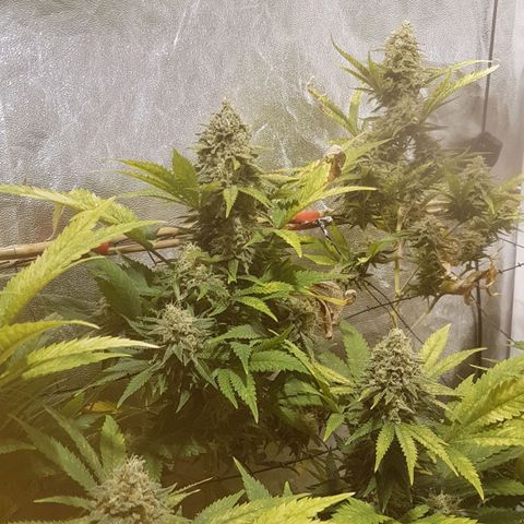 Peyote Critical #1 growlog timeline photo
