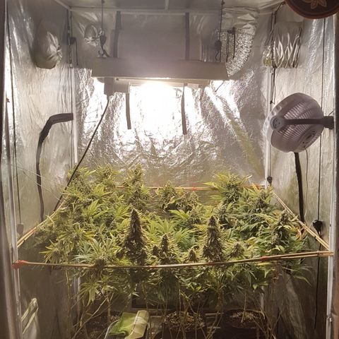 Peyote Critical #1 growlog timeline photo