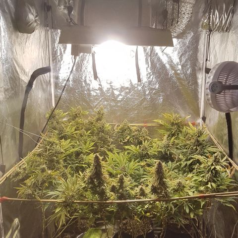 Peyote Critical #1 growlog timeline photo