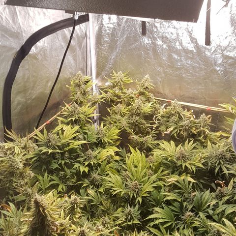 Peyote Critical #1 growlog timeline photo
