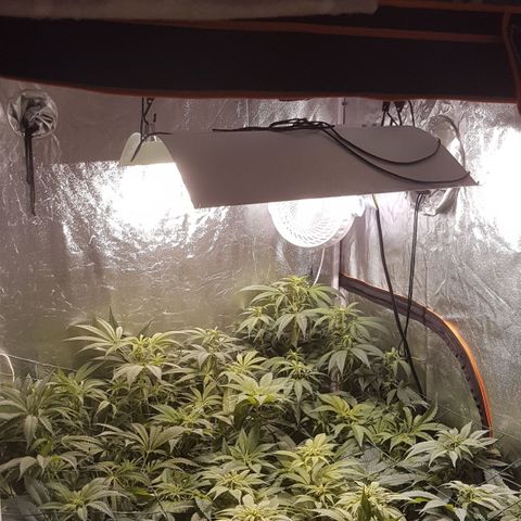 Peyote Critical #1 growlog timeline photo