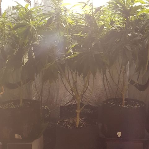 Peyote Critical #1 growlog timeline photo