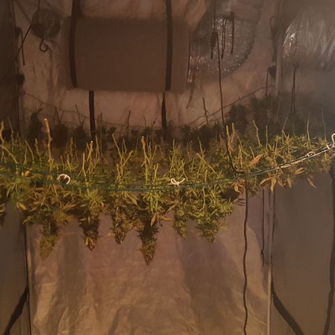 Peyote Critical #1 growlog timeline photo