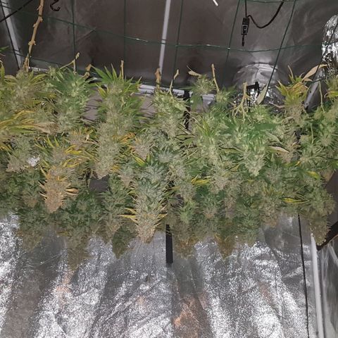Peyote Critical #1 growlog timeline photo