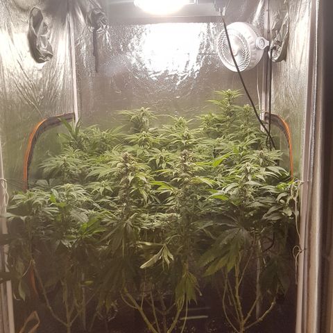 Peyote Critical #1 growlog timeline photo