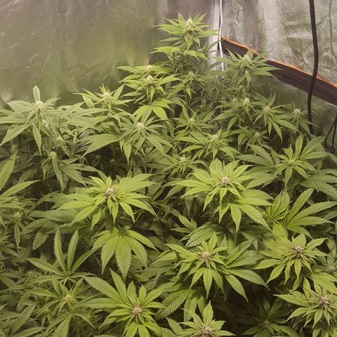 Peyote Critical #1 growlog timeline photo