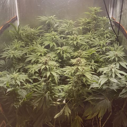 Peyote Critical #1 growlog timeline photo