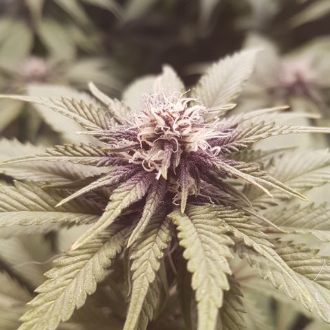Peyote Critical #1 growlog timeline photo