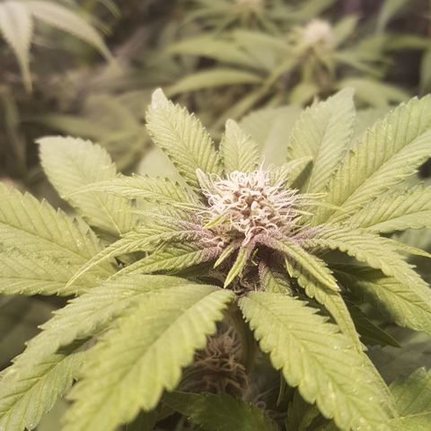 Peyote Critical #1 growlog timeline photo