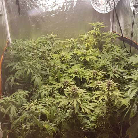 Peyote Critical #1 growlog timeline photo