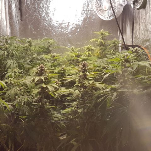 Peyote Critical #1 growlog timeline photo