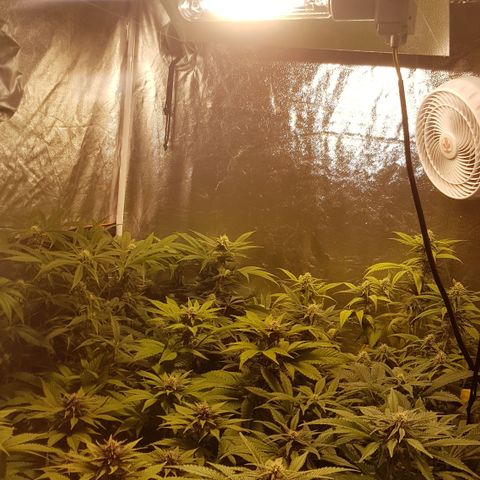 Peyote Critical #1 growlog timeline photo